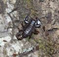 Euscorpius concinnus